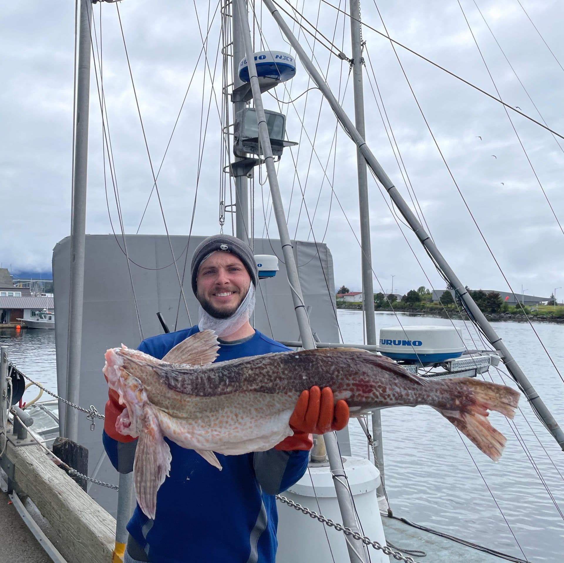 Lingcod