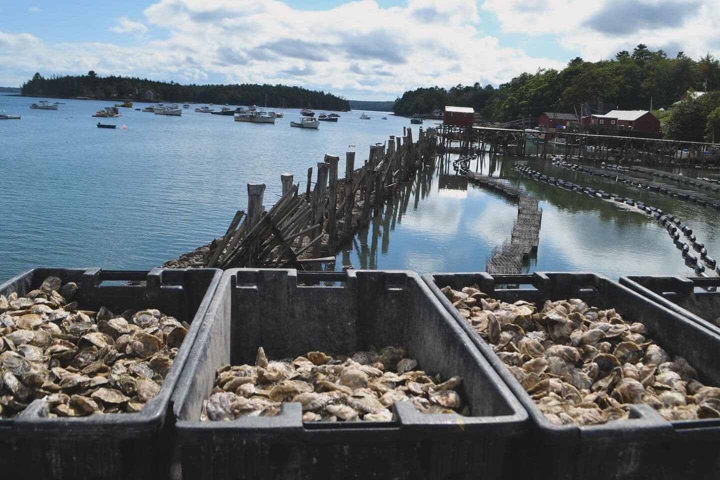 Community Shellfish