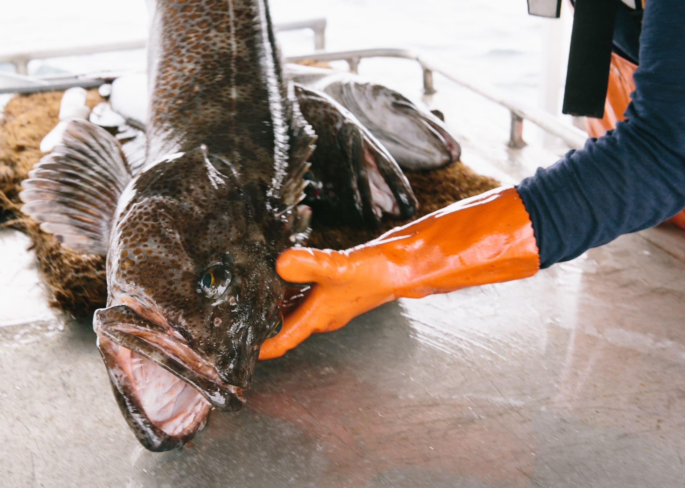 Lingcod