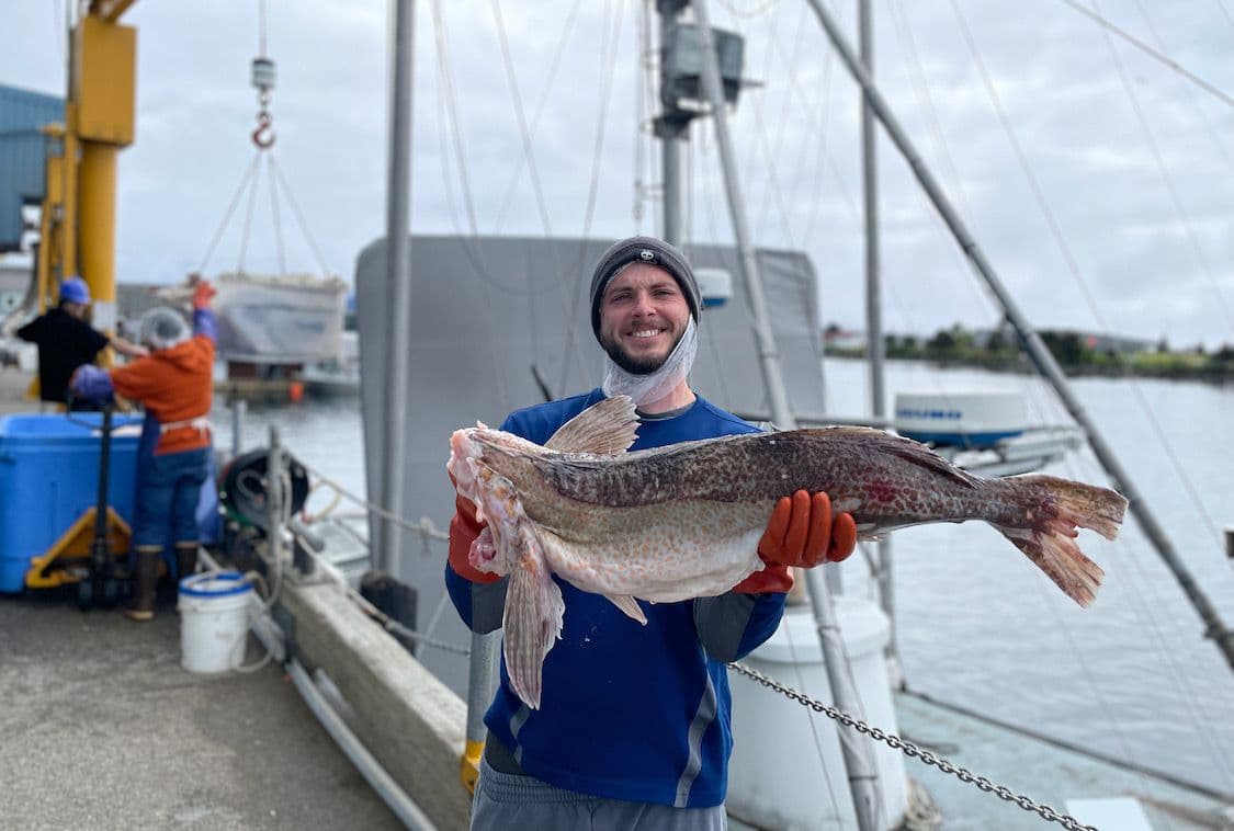 Lingcod