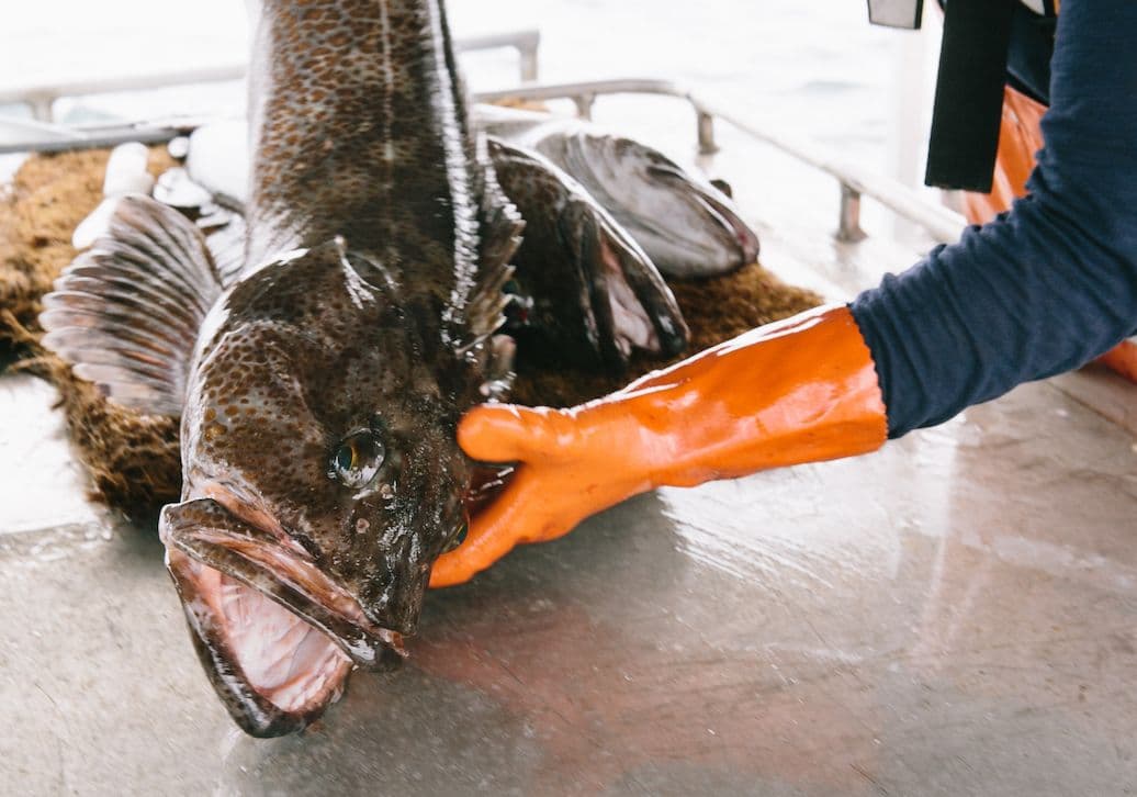 Lingcod