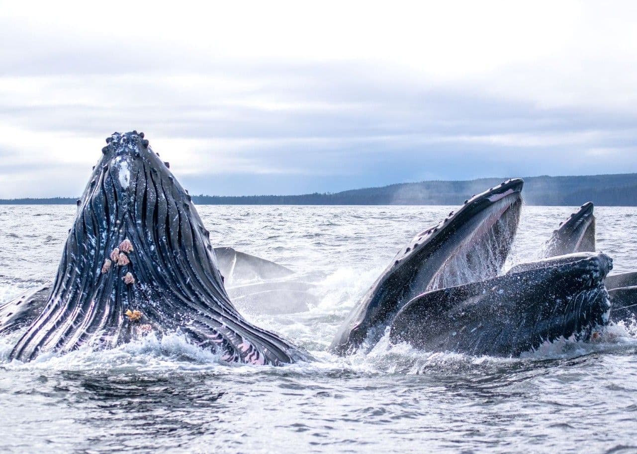 humpback whale
