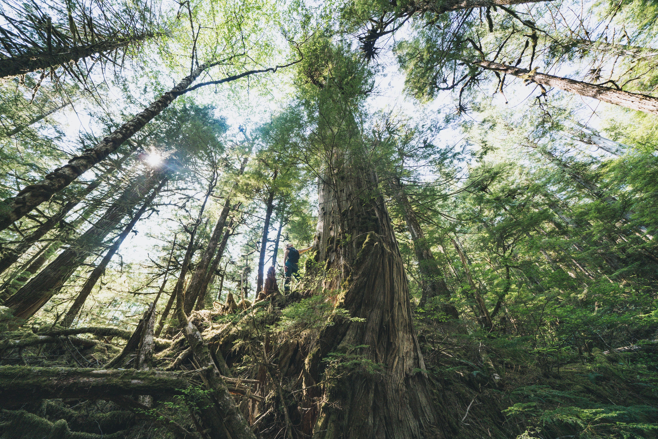 How You Can Help Protect the World’s Largest Temperate Rainforest