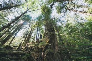 How You Can Help Protect the World’s Largest Temperate Rainforest