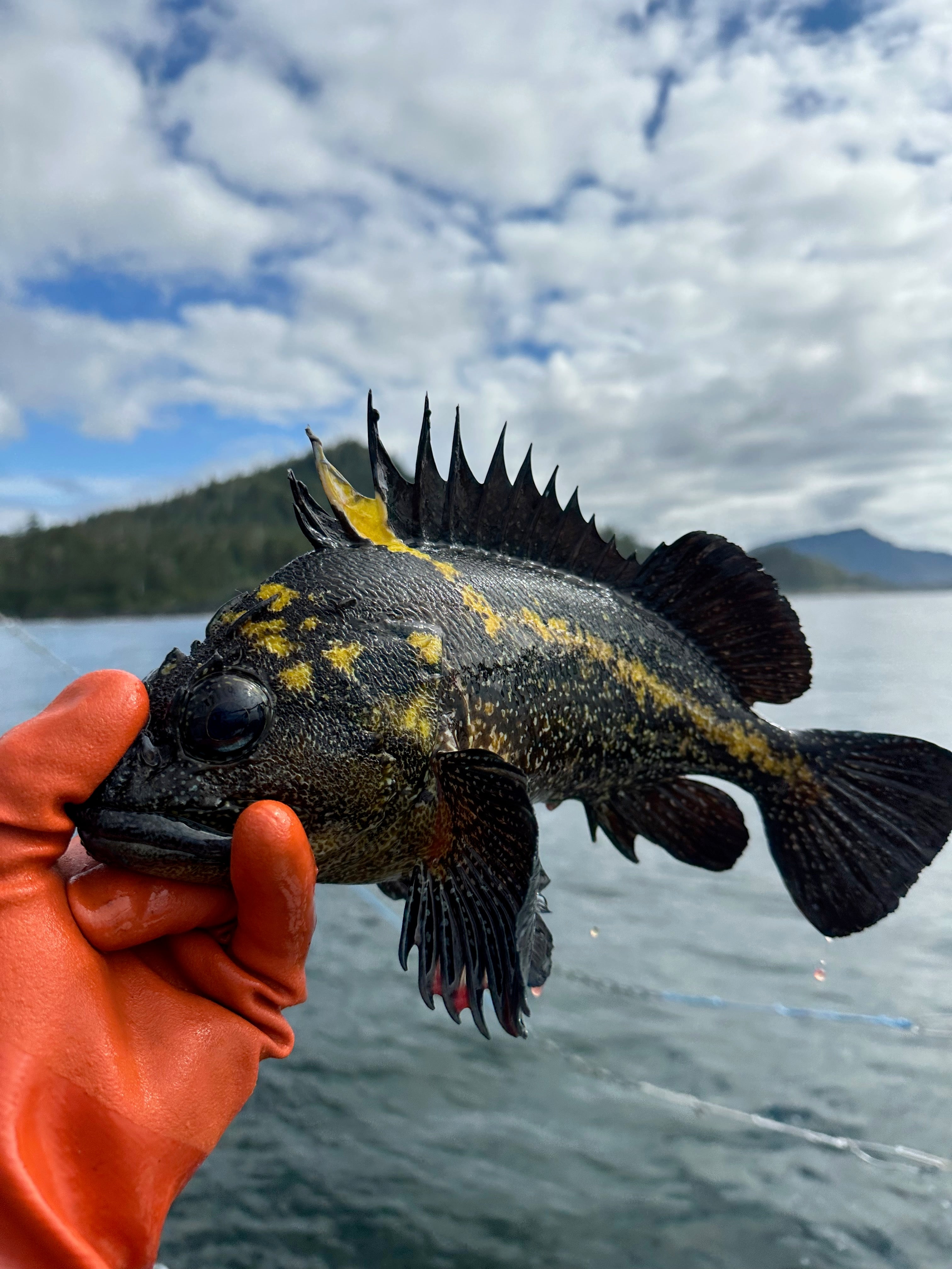 China rockfish