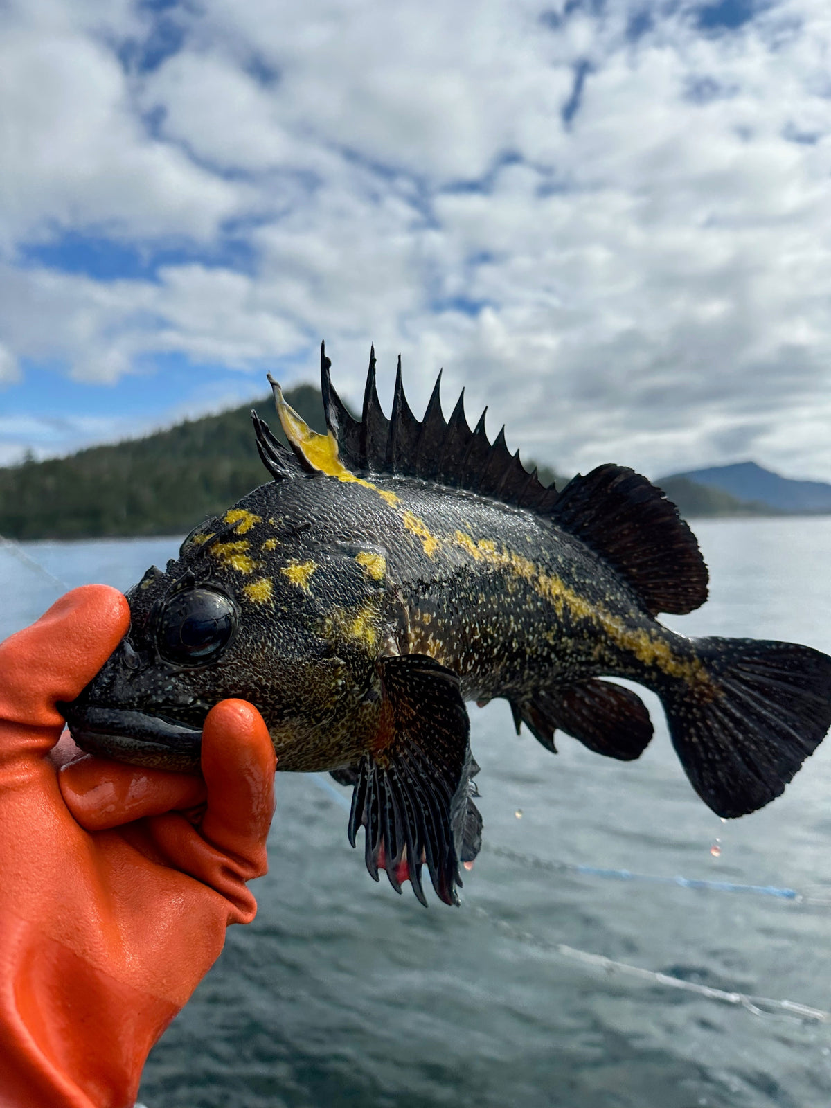 China rockfish