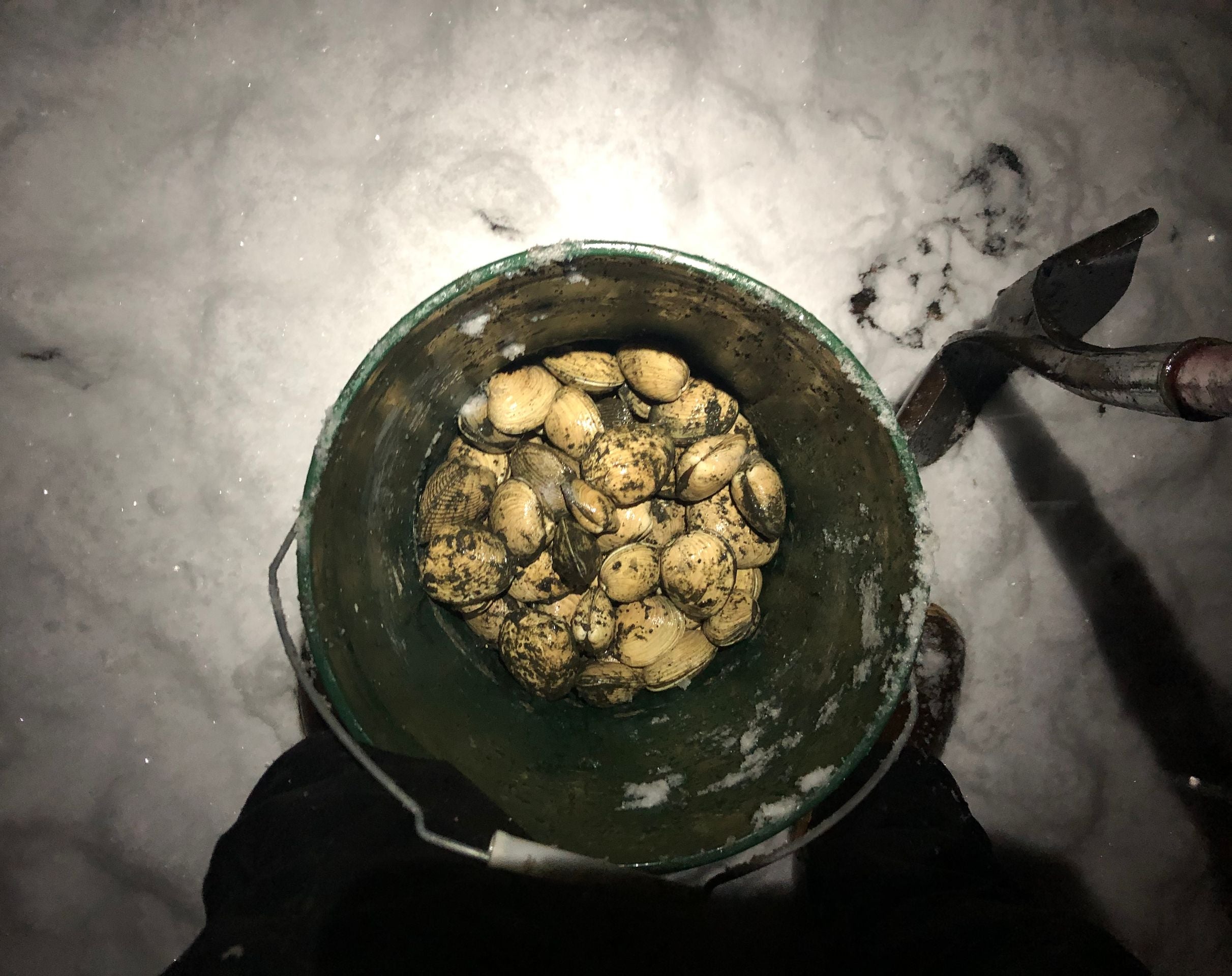 Winter Foraging in Alaska