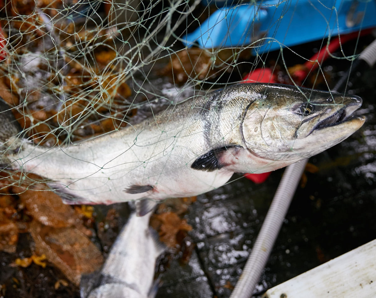 How We Catch Salmon