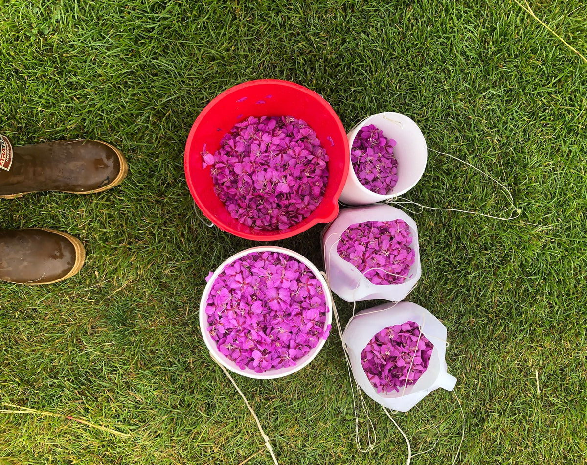 Harvesting Wild Foods