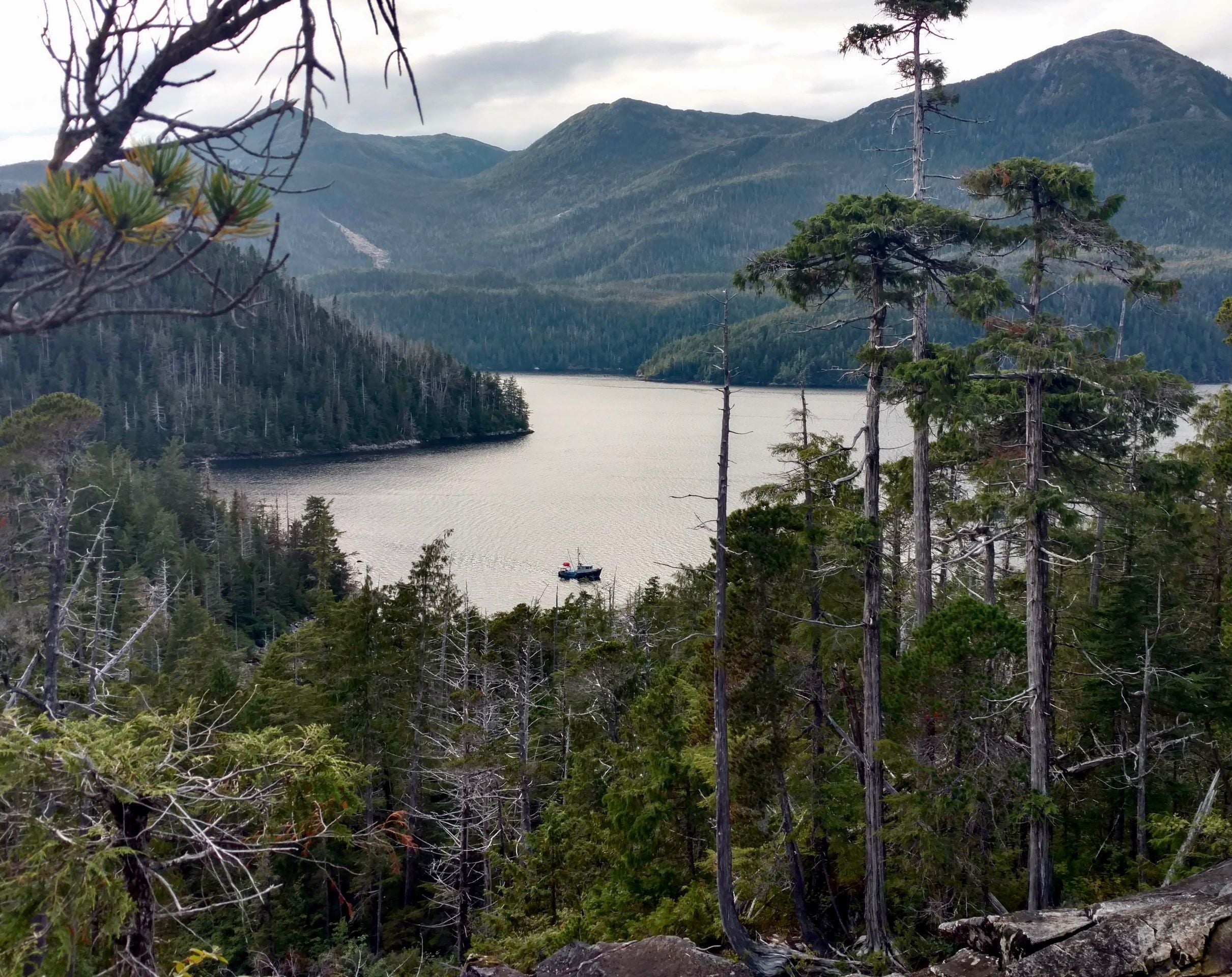 Salmon and the Tongass National Rainforest