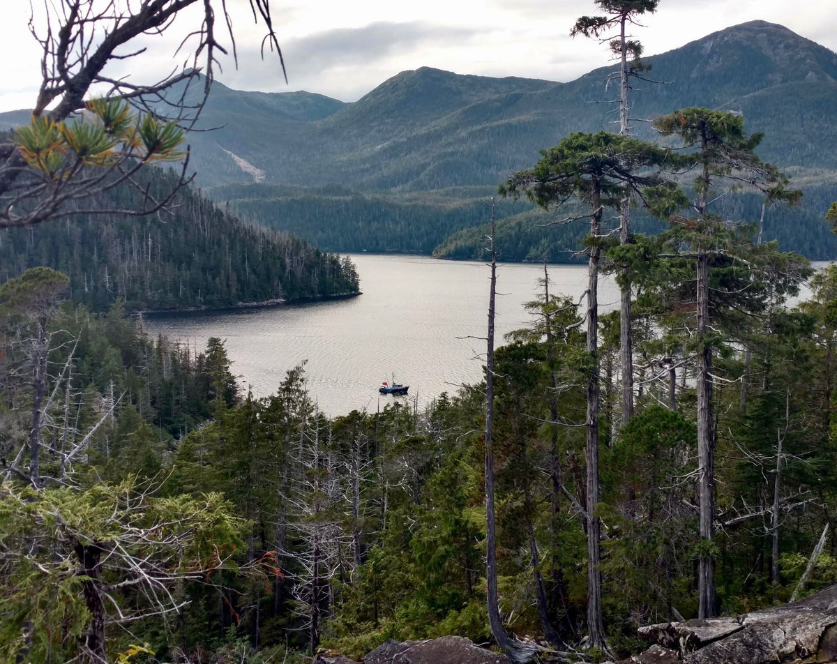 Salmon and the Tongass National Rainforest