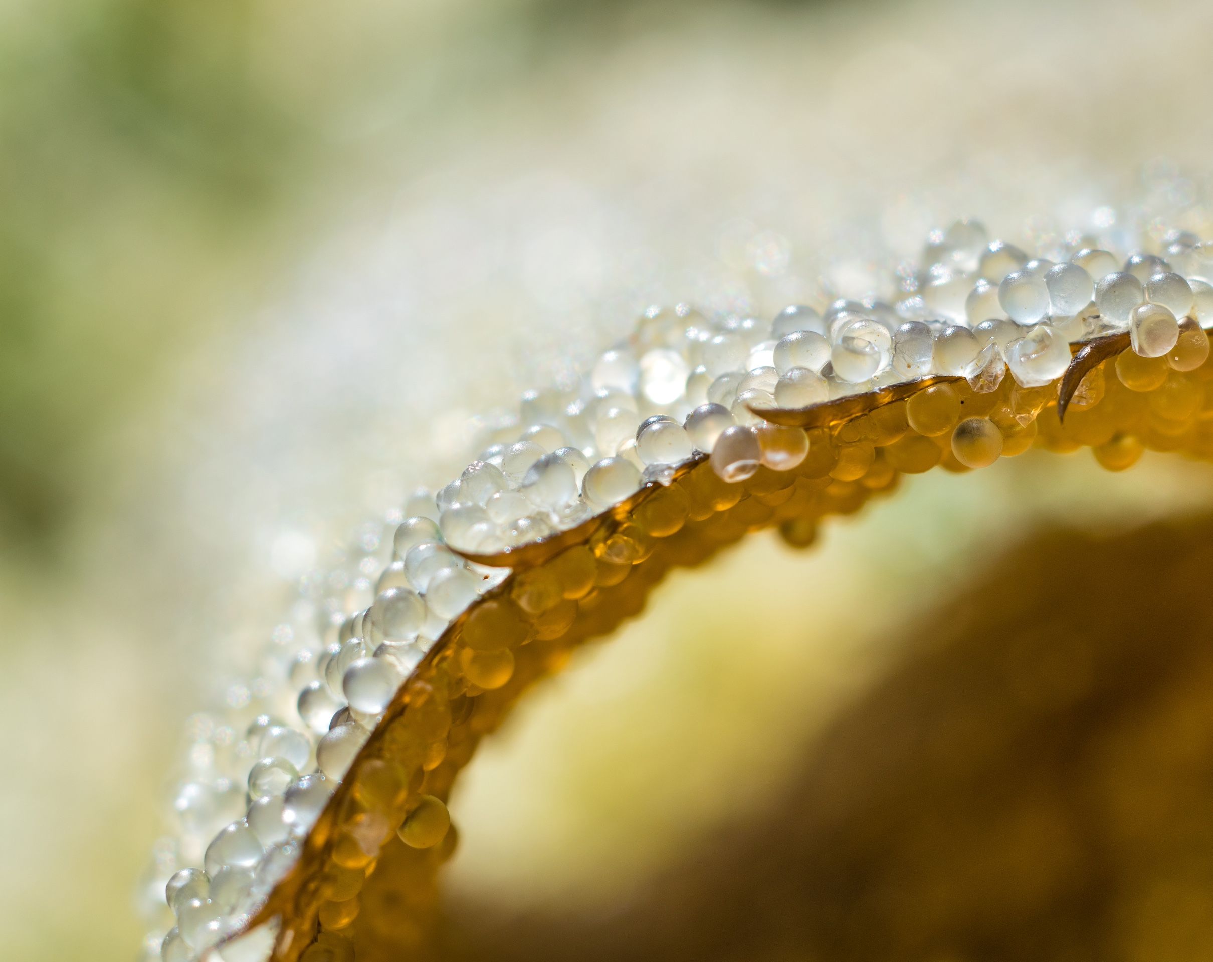 Herring — the Base of the Food Chain