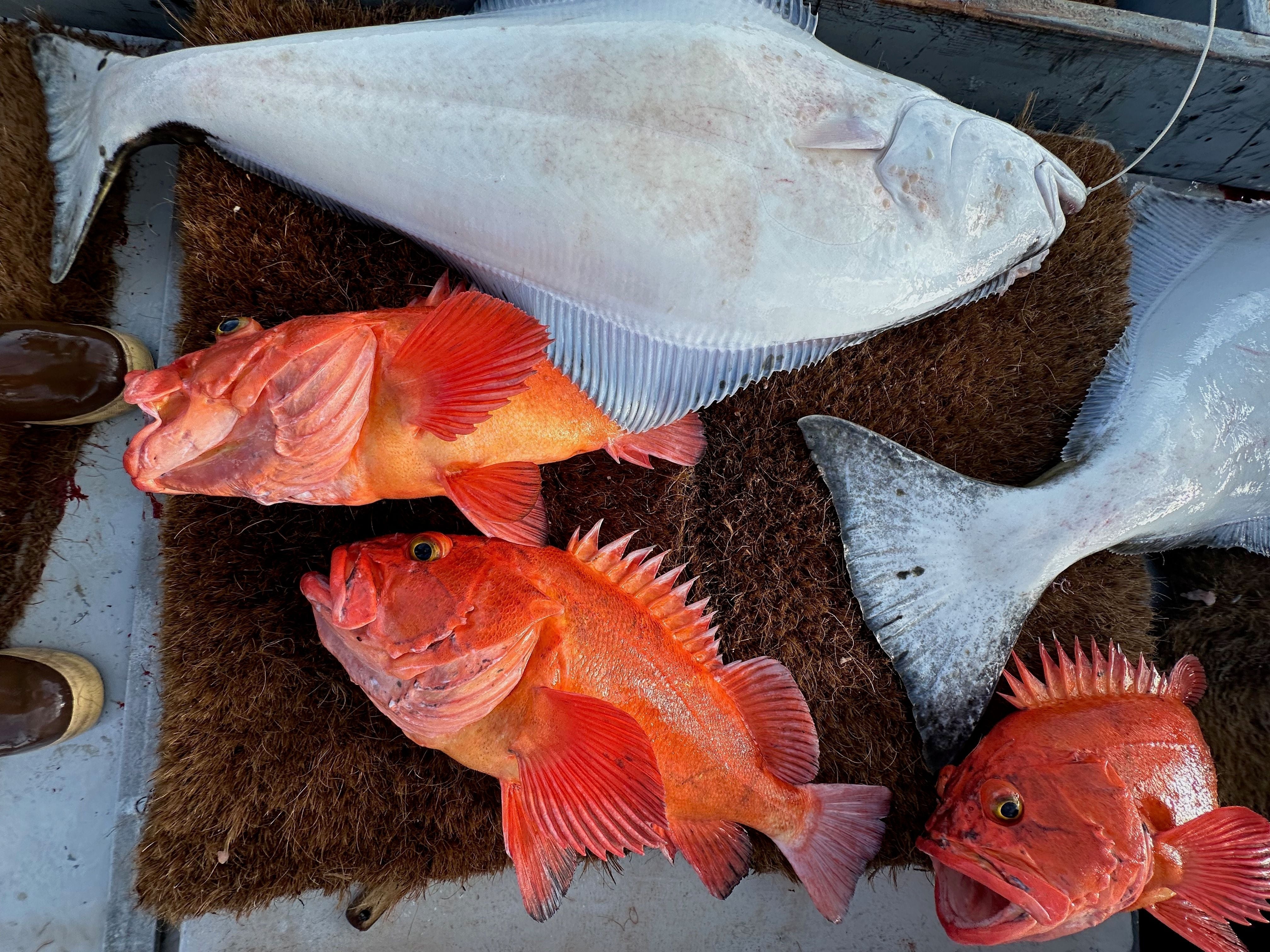 Troller vs. Trawler: Why Fishing Methods Matter