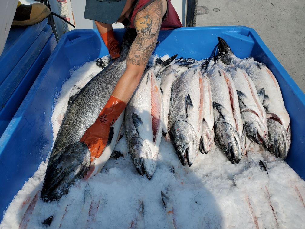 Update on King Salmon for August 2024