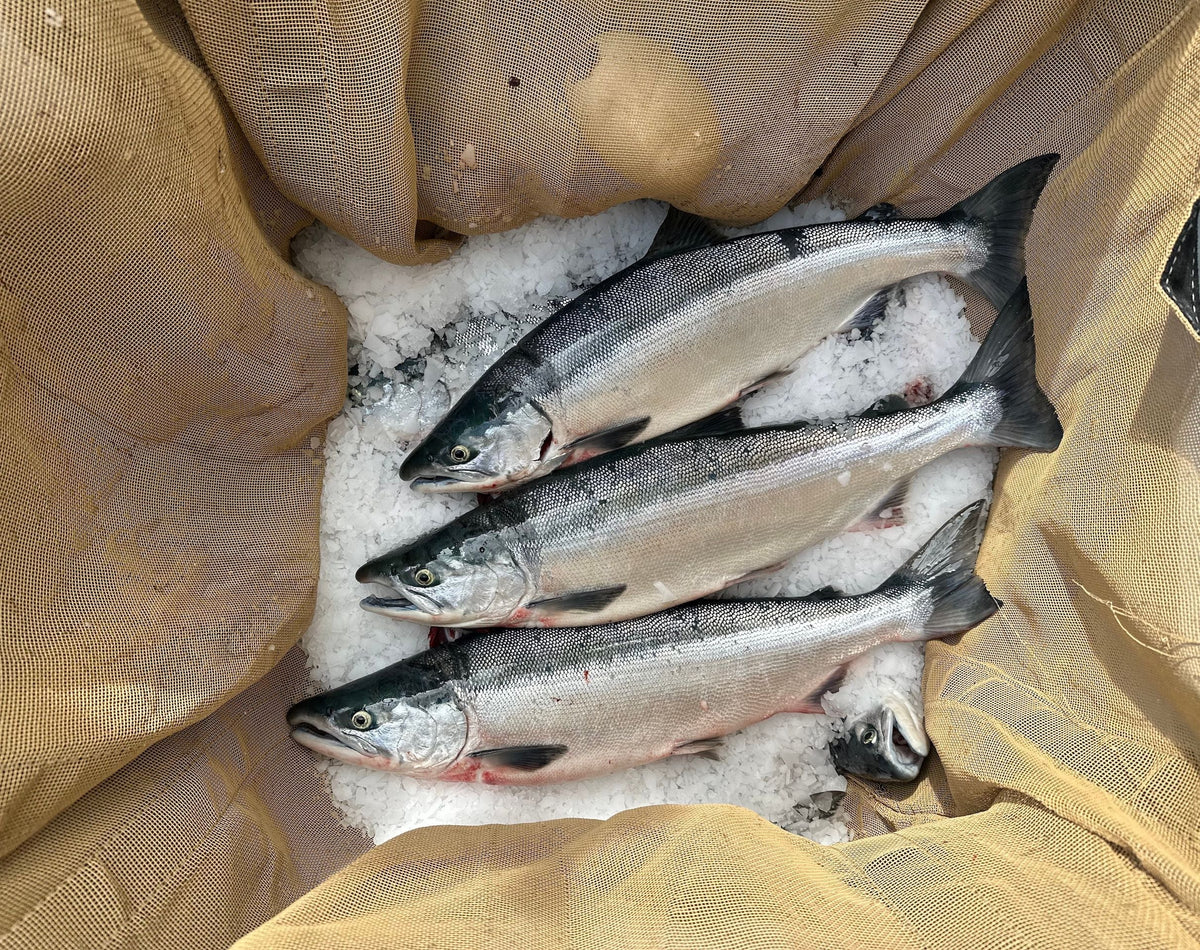 Copper River Salmon