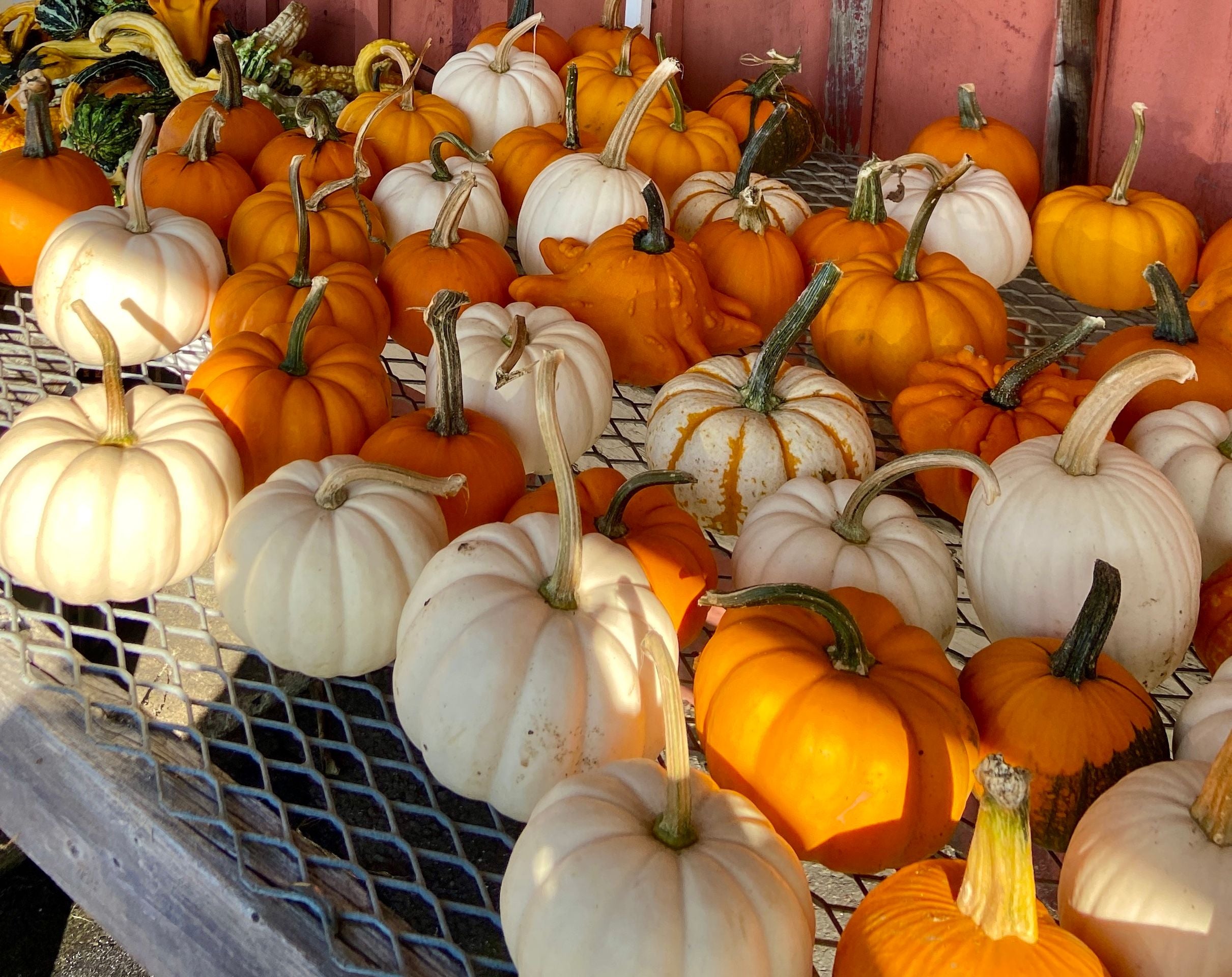 Fall Cooking at its Best