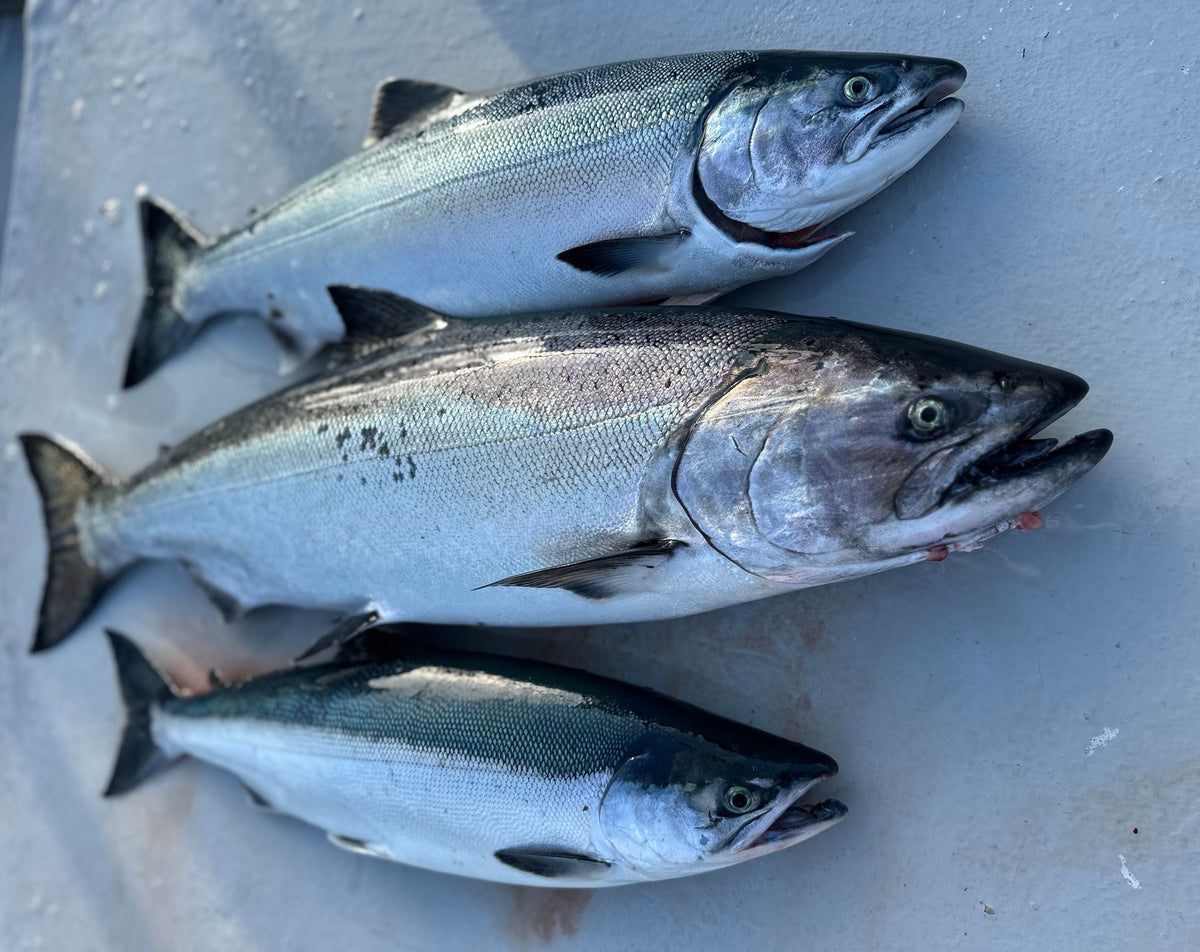 Alaska Salmon Season 2025