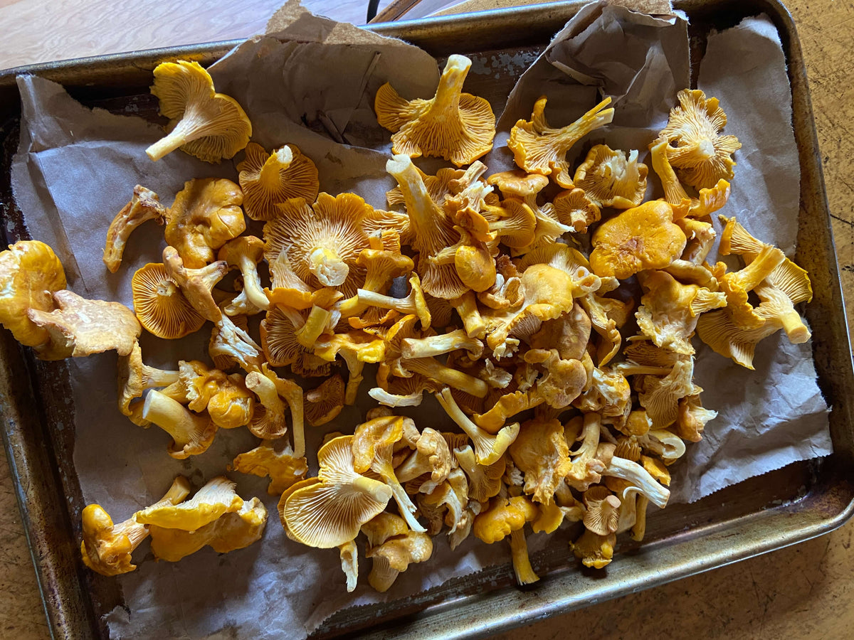 tray of foraged chantereles
