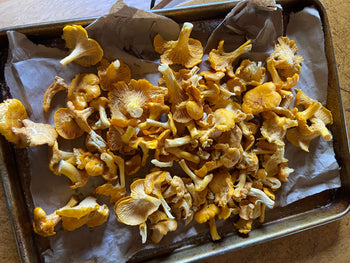 tray of foraged chantereles