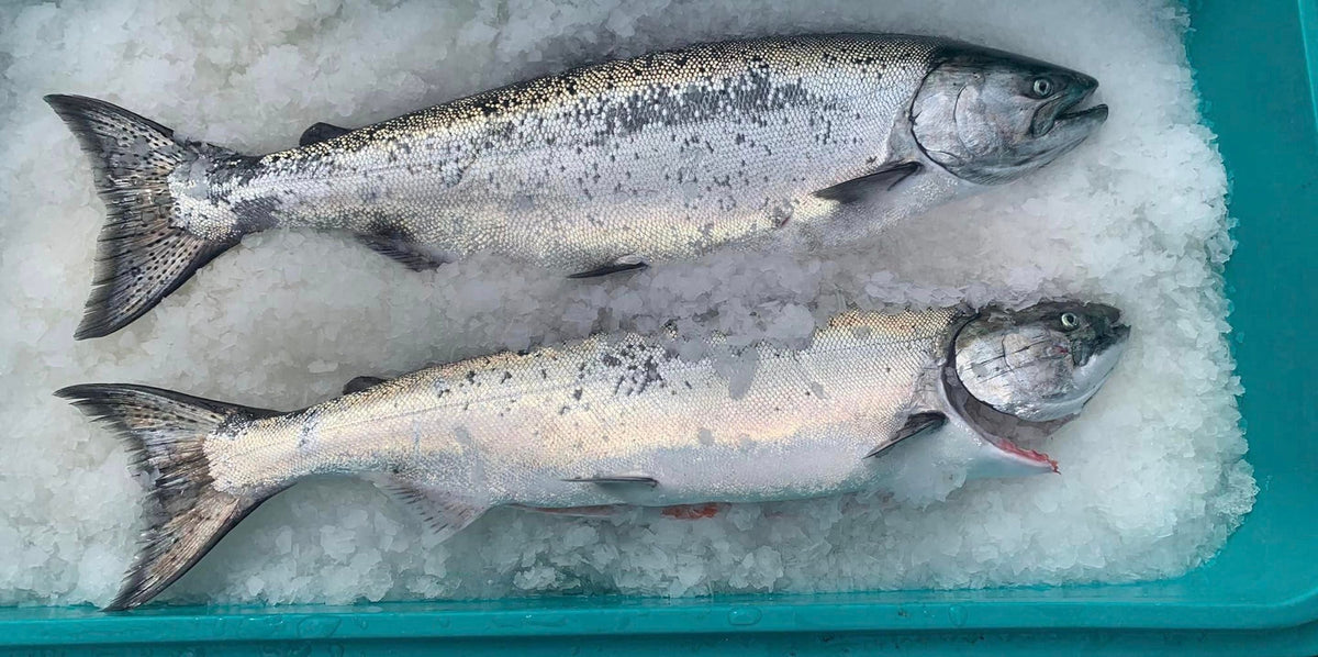 Update on King Salmon for July 2023