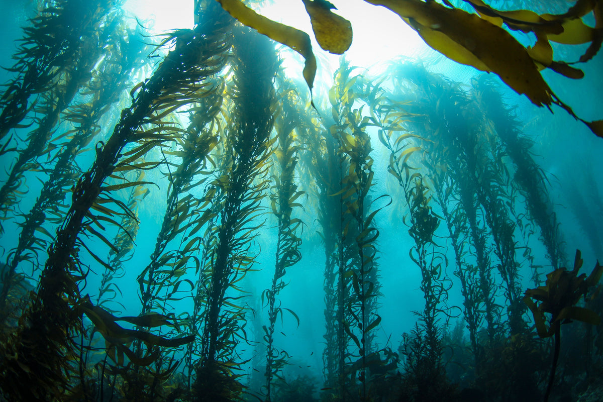 What are Marine Protected Areas?