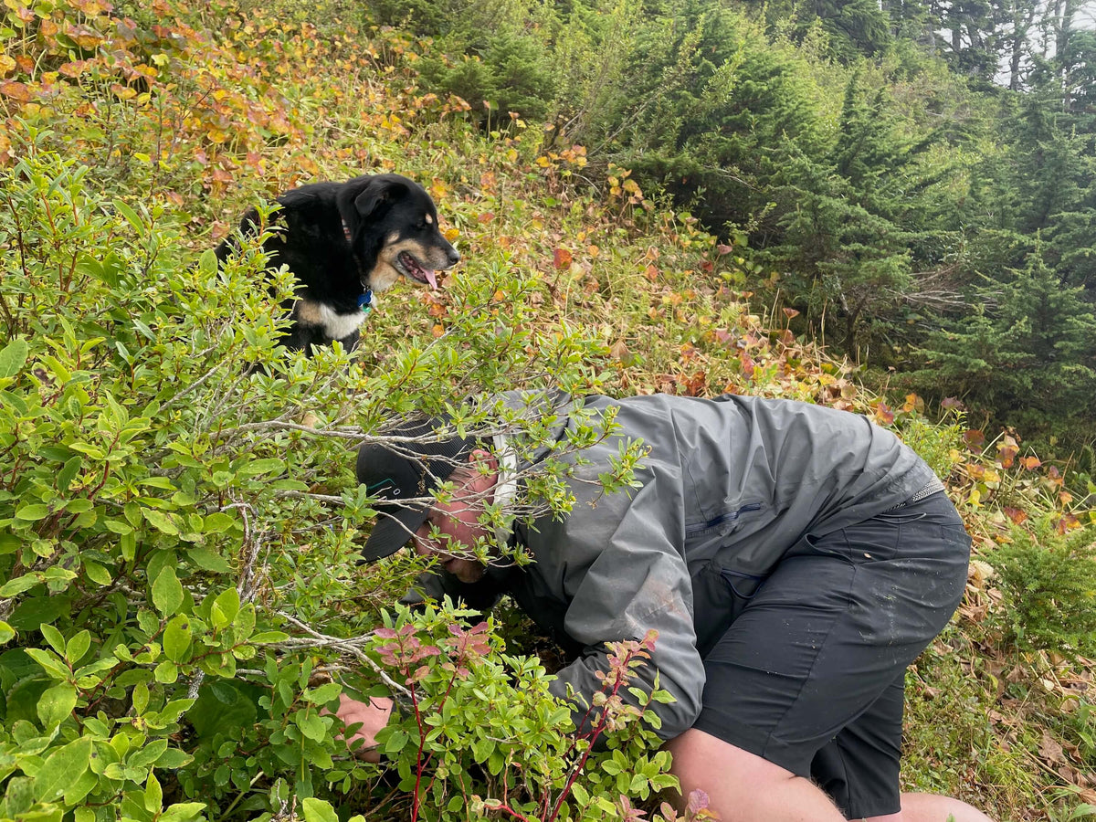 man picking blueberries