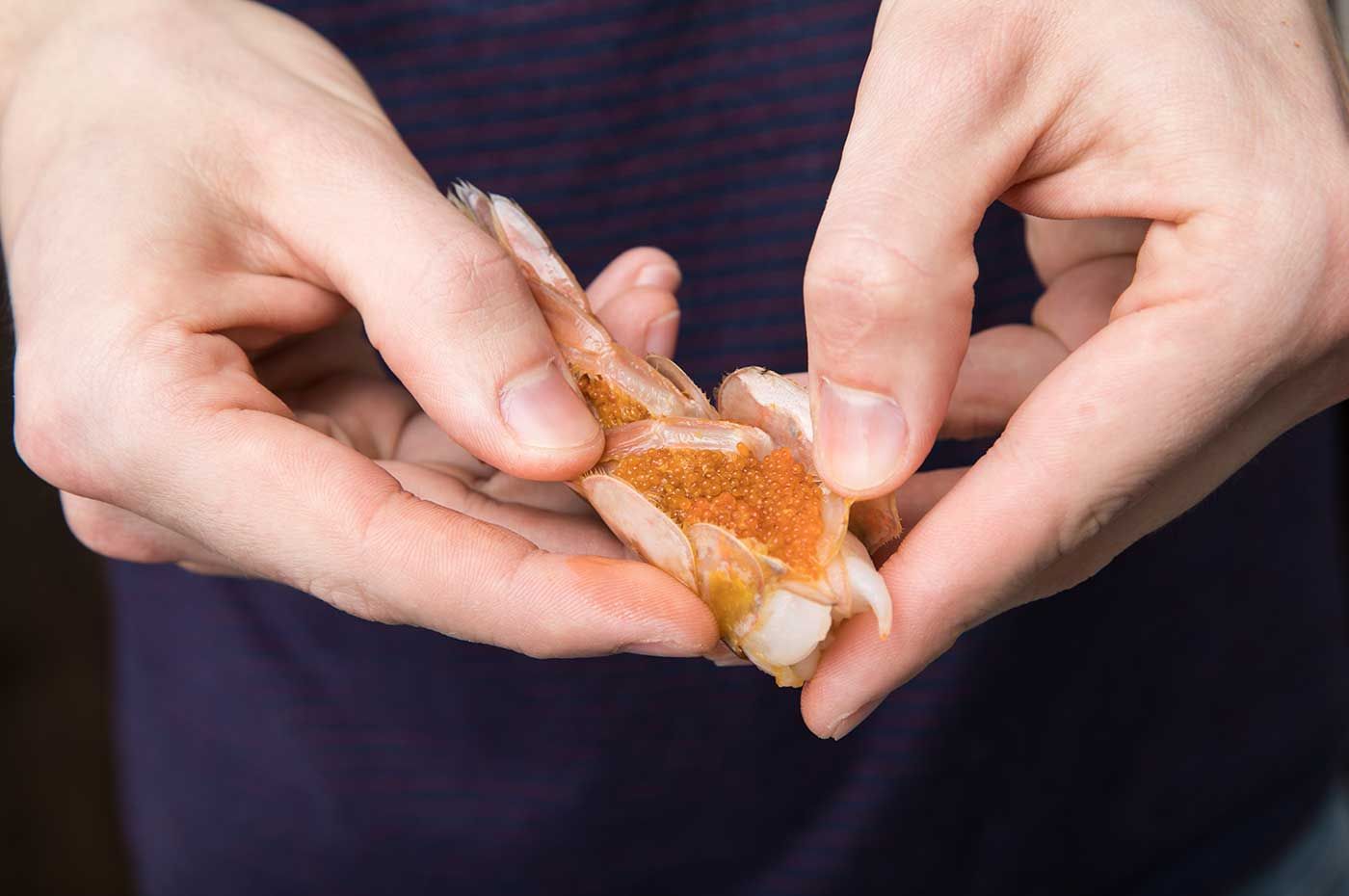Wild Shrimp with Roe