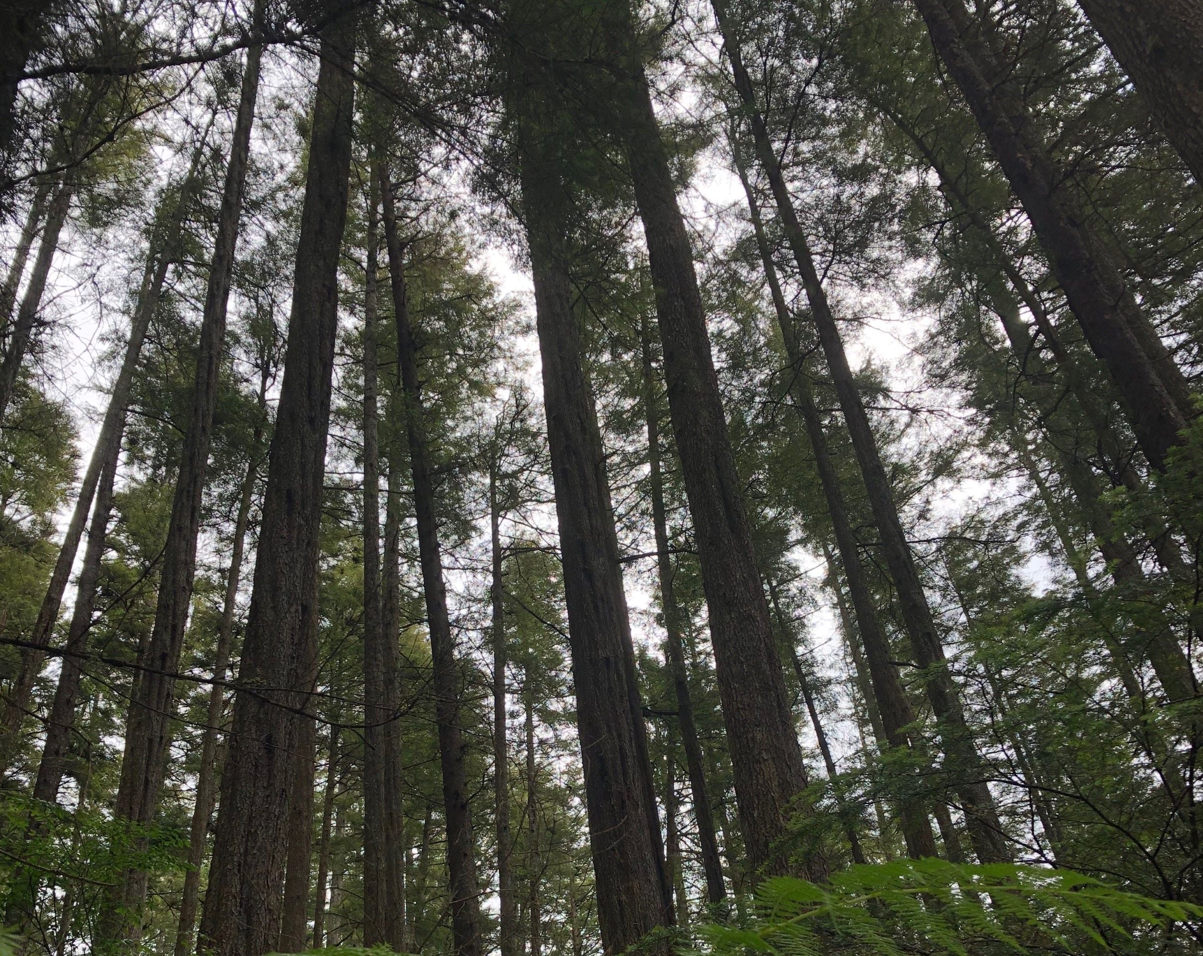 Protecting Alaska's Tongass National Forest benefits Midwesterners