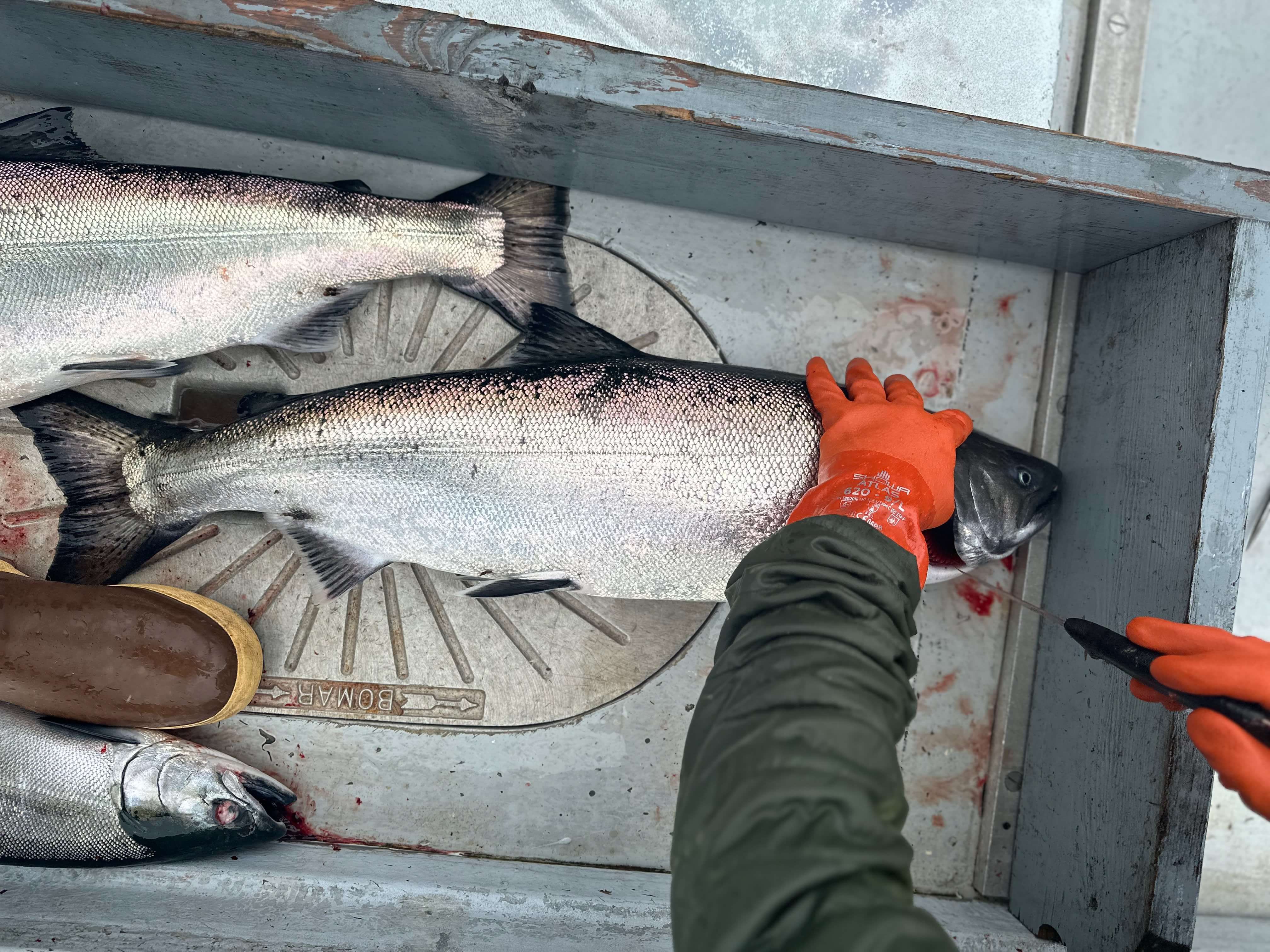 salmon being cleaned