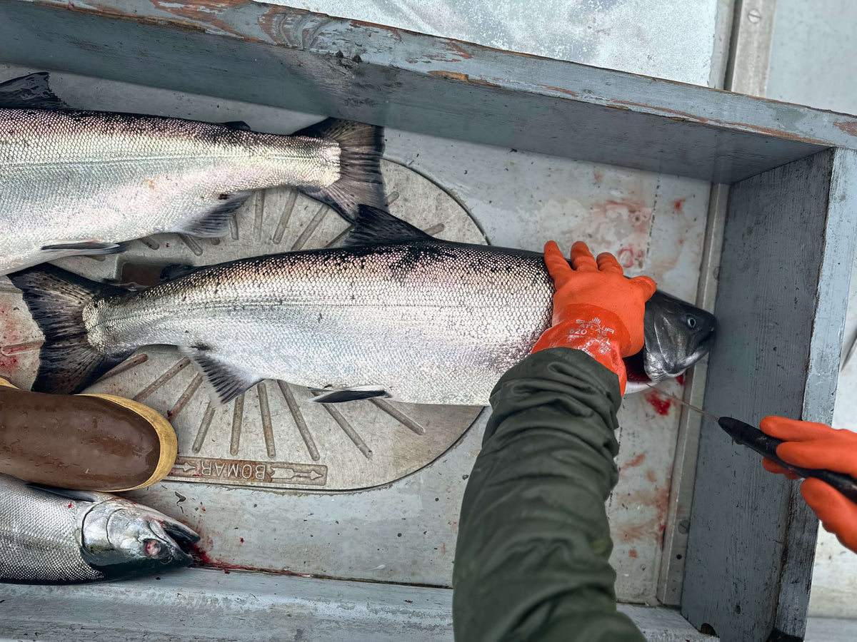 salmon being cleaned