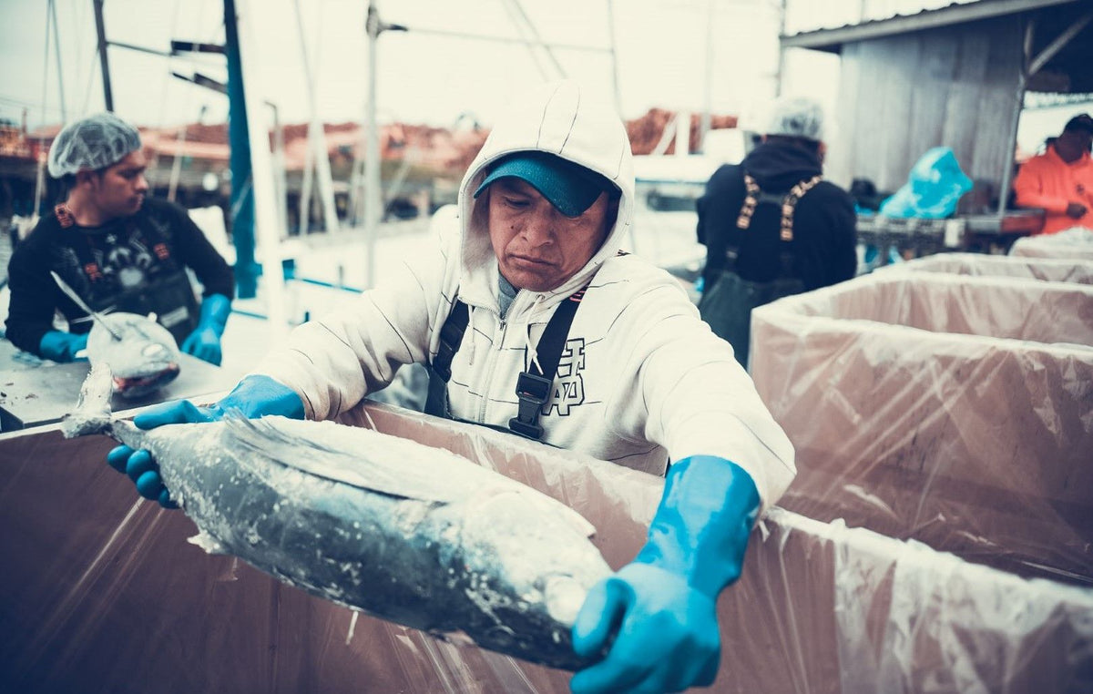 What is Albacore Tuna?