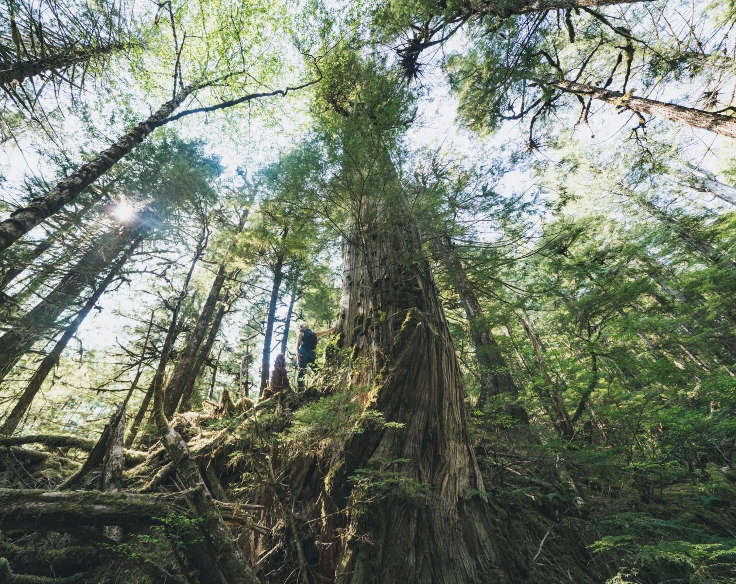 The Salmon That Feed the Forest
