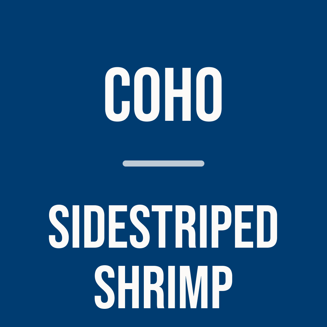 Coho Salmon (7 pcs) and Sidestriped Shrimp (2 lbs) | Premium with Shellfish Subscription - Apr 2026