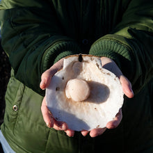Day Boat Scallops (8 oz)