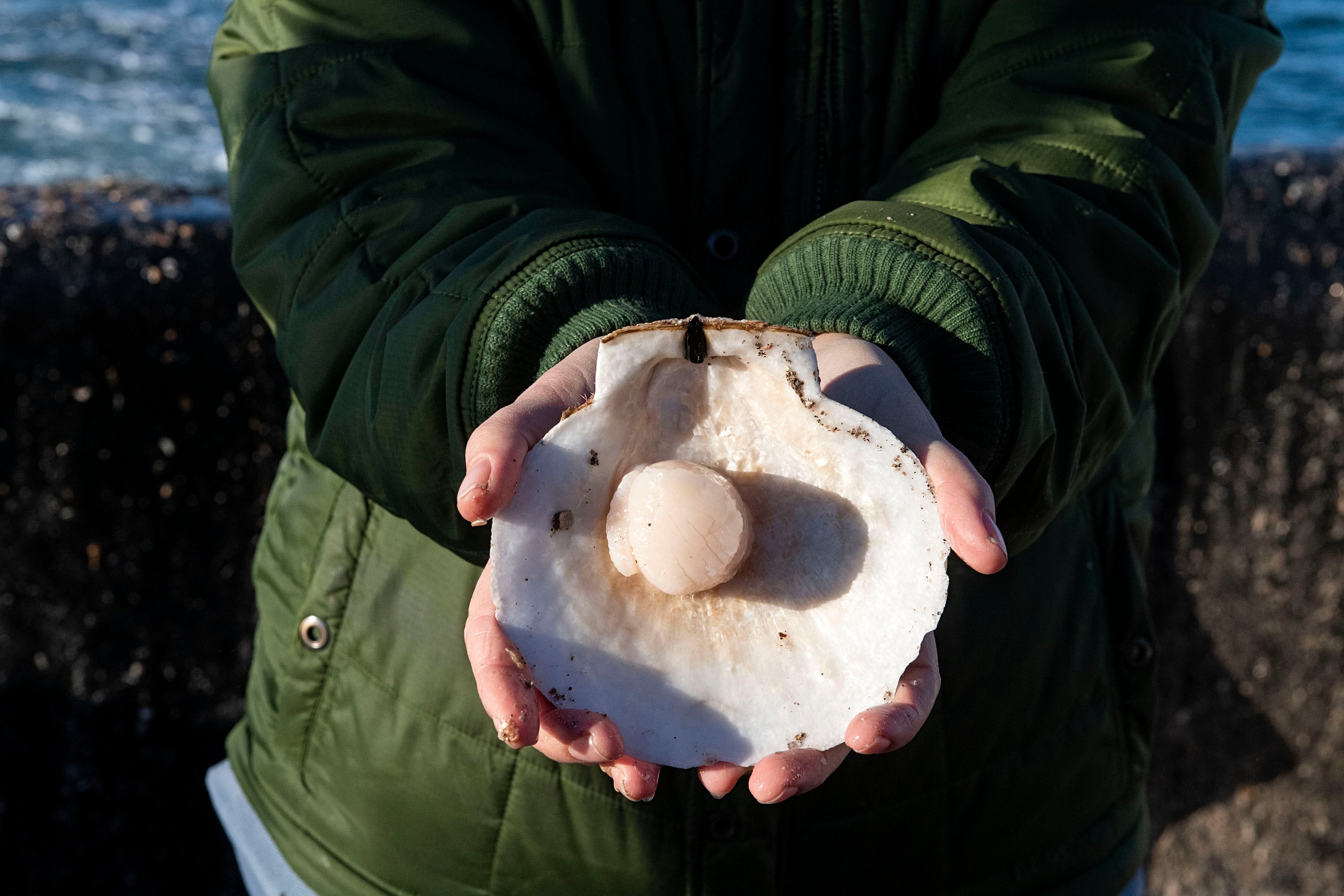 Day Boat Scallops (8 oz)